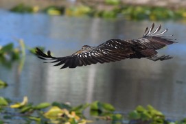 Limpkin - ML232714191