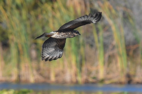 Snail Kite - ML232714511