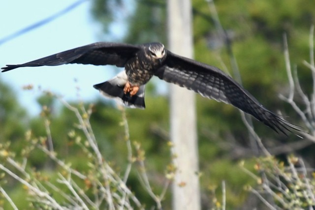 Schneckenbussard - ML232714531