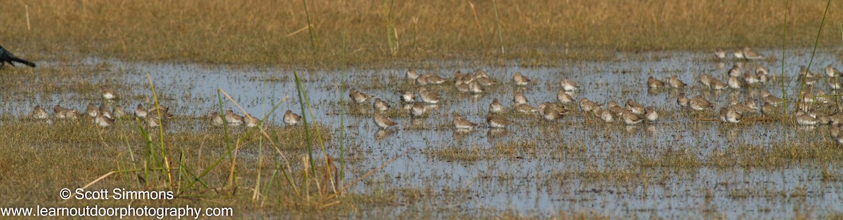 Dunlin - ML23271571