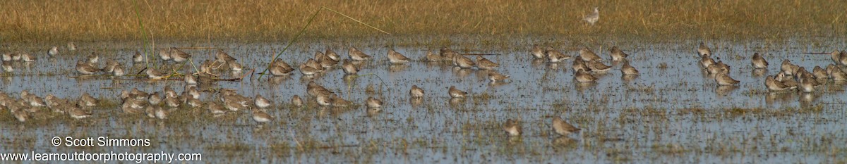 Dunlin - ML23271581