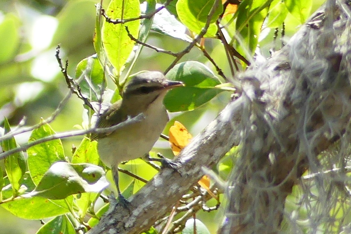 Black-whiskered Vireo - Cuneyt Yilmaz