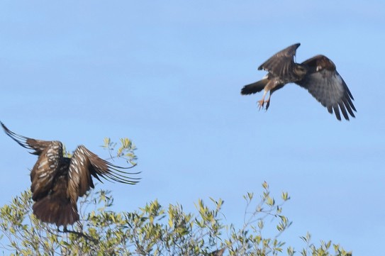 Schneckenbussard - ML232717471