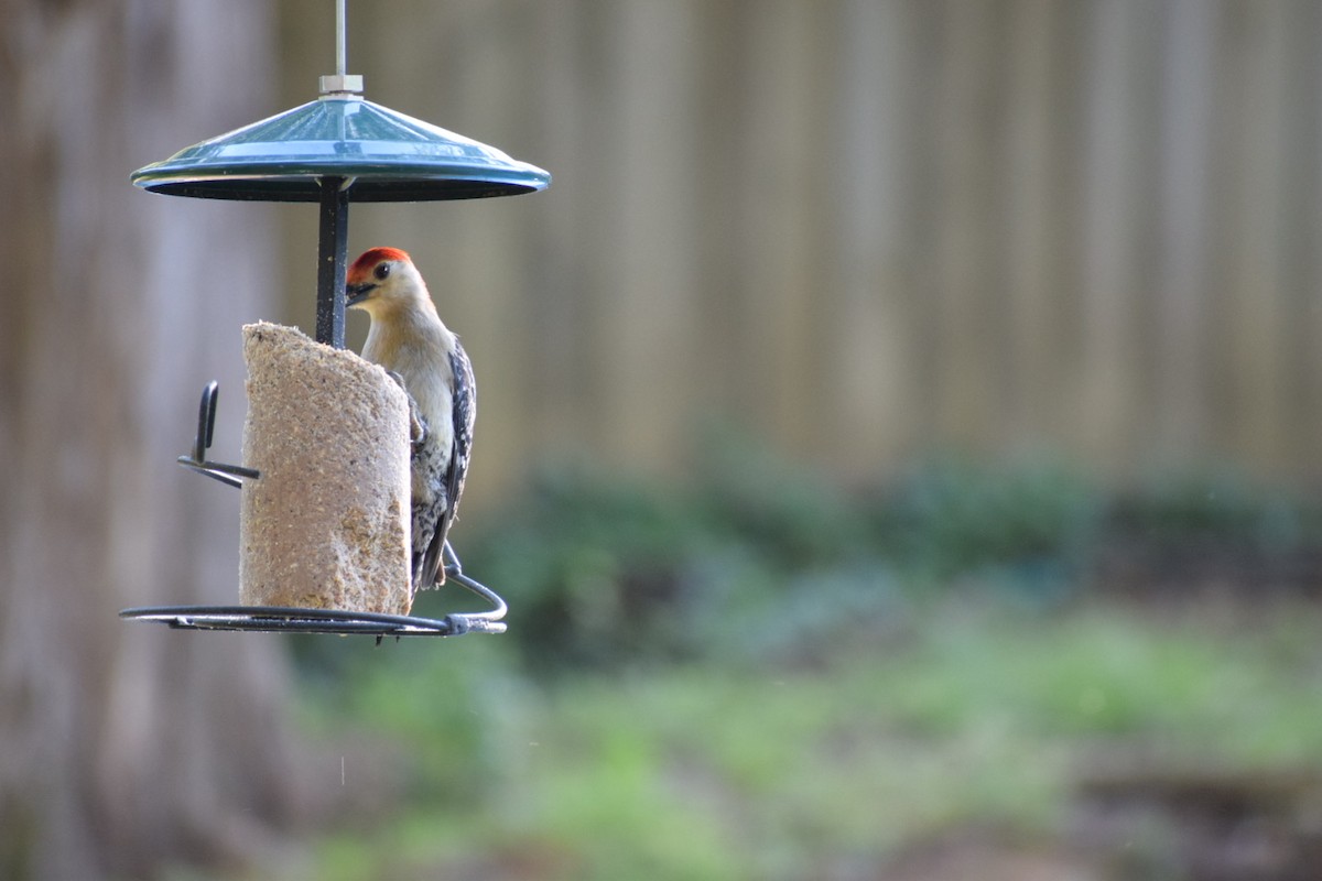 Red-bellied Woodpecker - billy bump