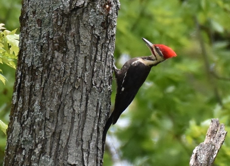Pileated Woodpecker - ML232719701