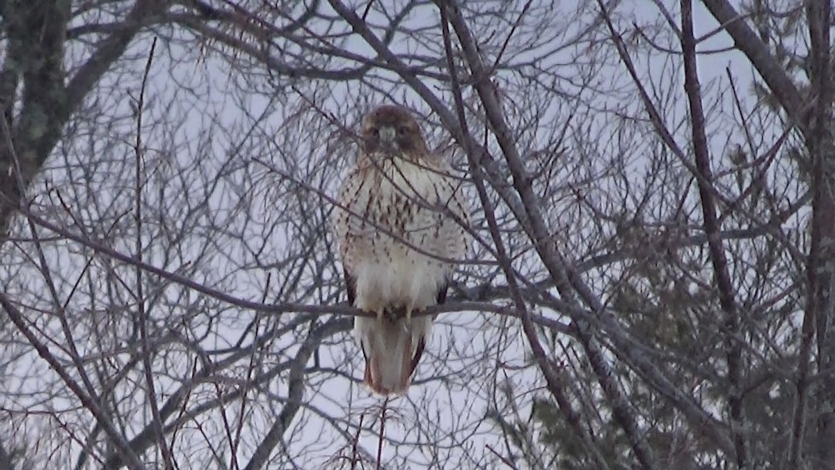 Red-tailed Hawk - Molly Jacobson