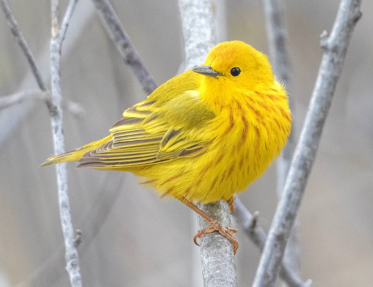 Yellow Warbler - ML232721021