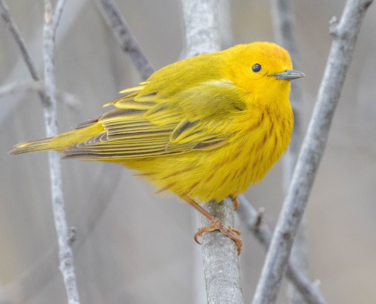 Yellow Warbler - ML232721071