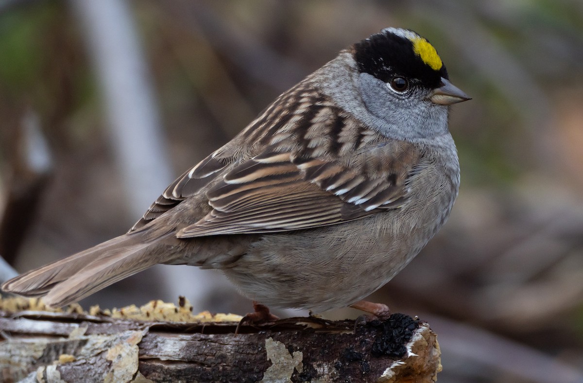Golden-crowned Sparrow - ML232721511