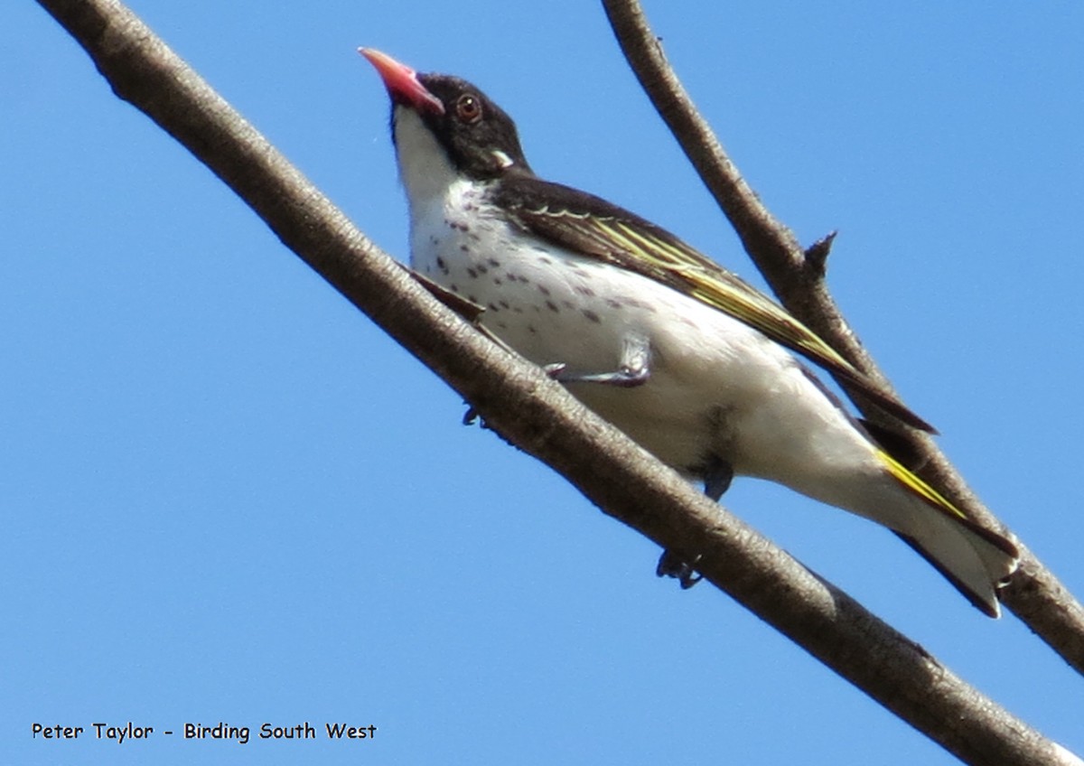 Painted Honeyeater - ML232722171