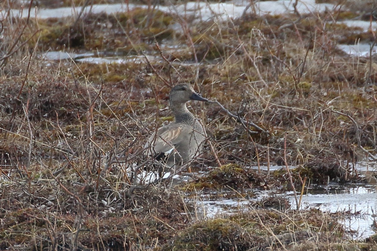 Gadwall - Seth Beaudreault