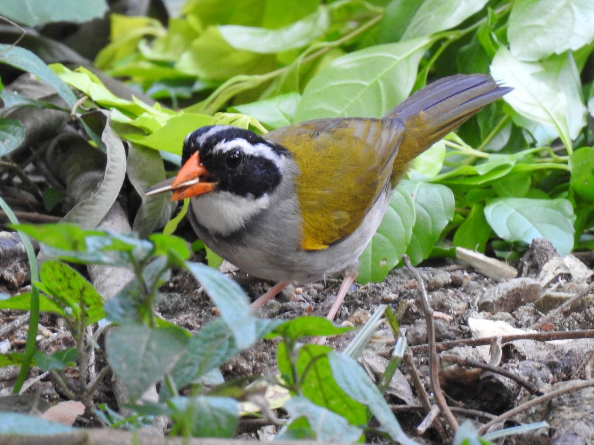 Orange-billed Sparrow - Hernán Fernández Remicio