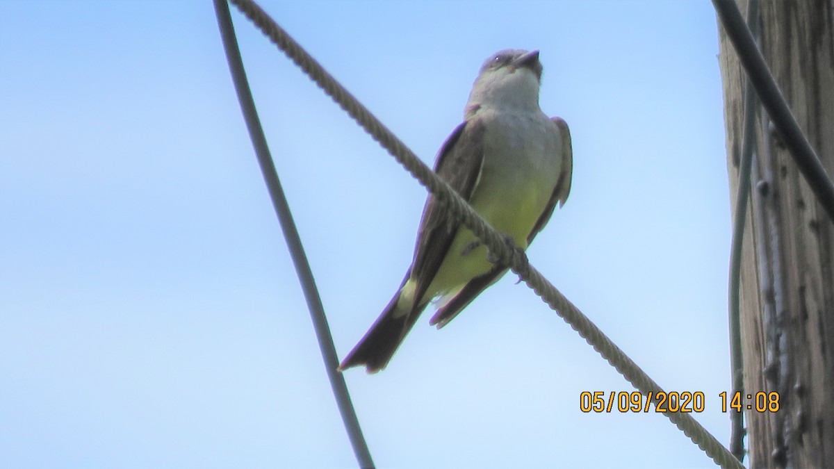 Western Kingbird - ML232724401