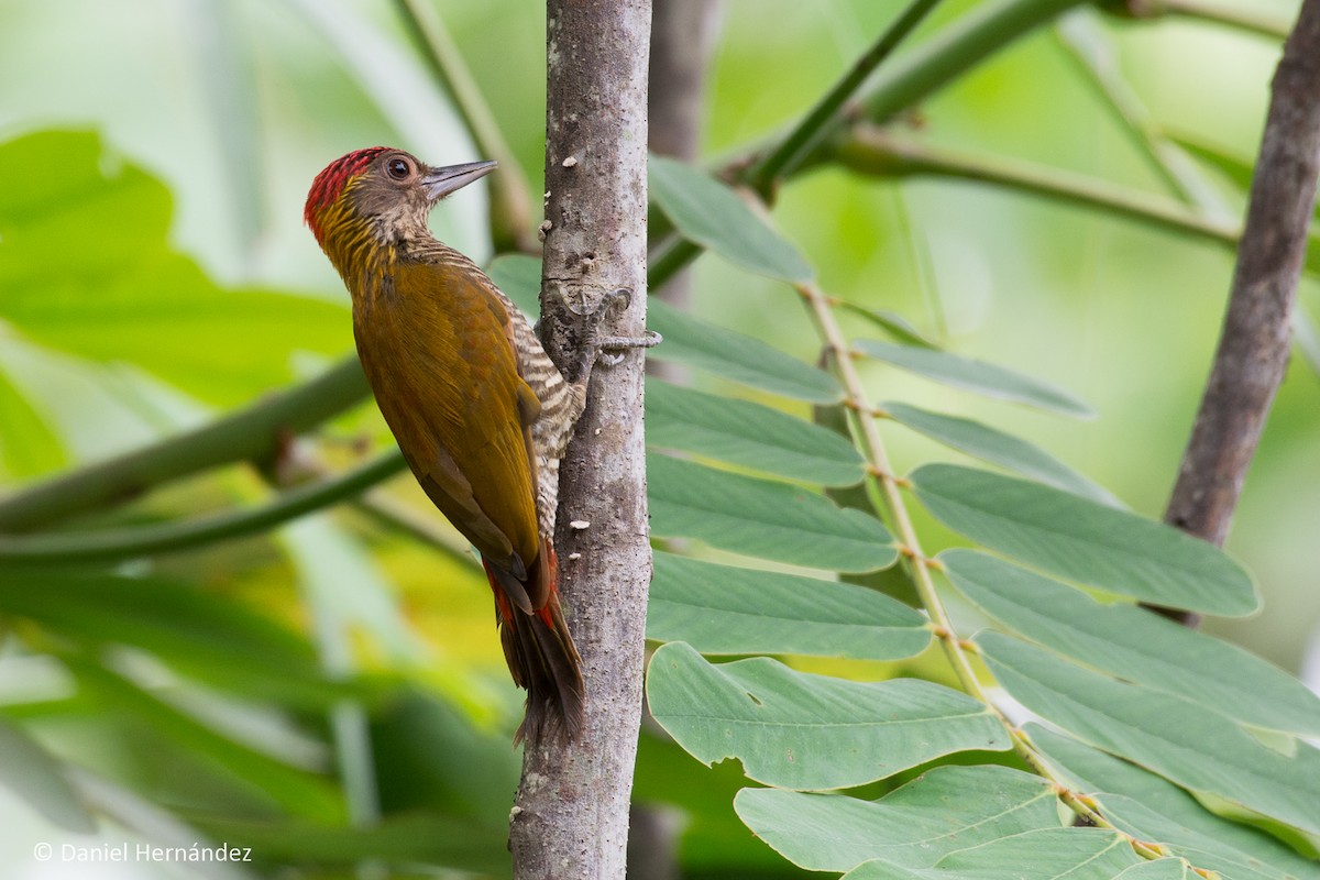 Red-rumped Woodpecker - Daniel Hernandez