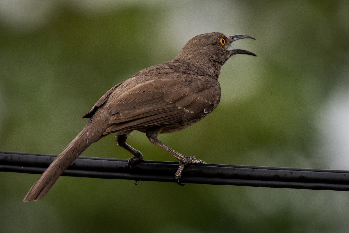 Curve-billed Thrasher - ML232726161