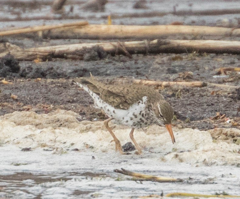 Spotted Sandpiper - ML232727681