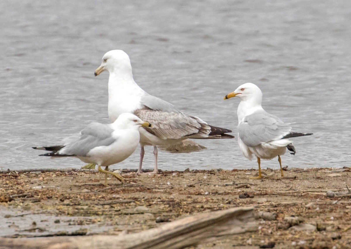 Gaviota Argéntea - ML232727851