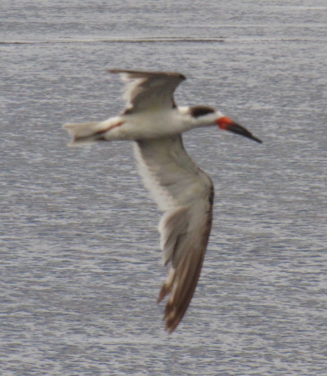 Black Skimmer - ML232728531