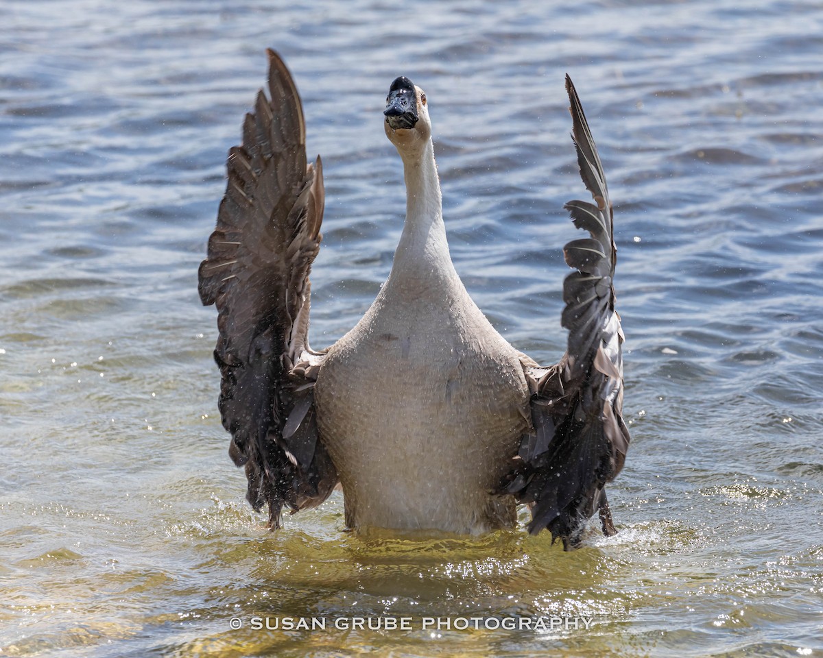 Swan Goose (Domestic type) - ML232729921