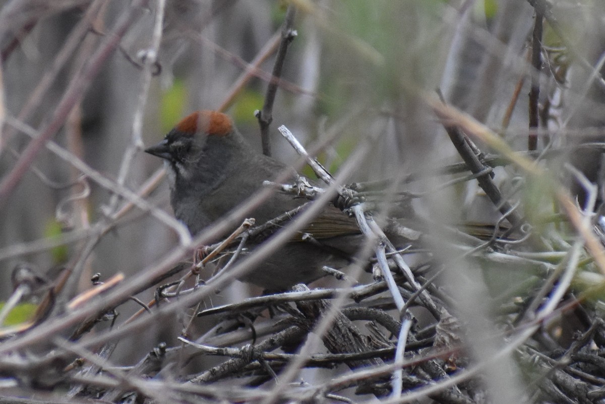 Green-tailed Towhee - ML232730151