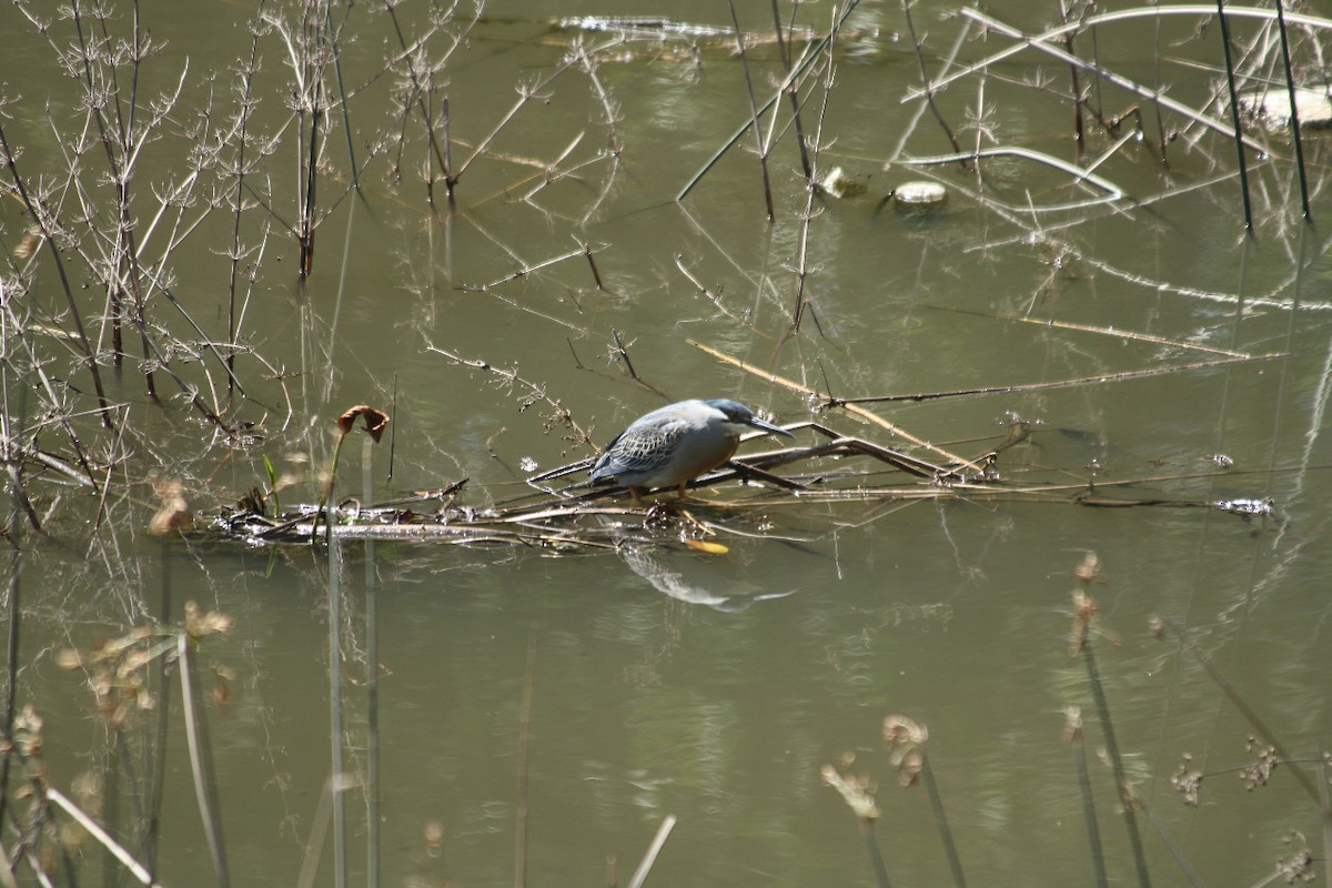 Striated Heron - ML232730871