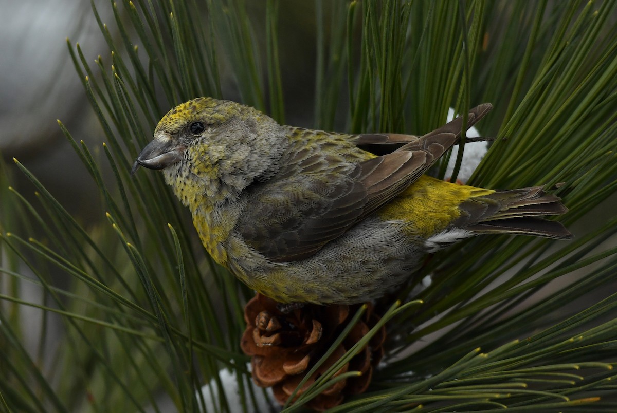 Гацуурын солбин хошуут - ML232732751