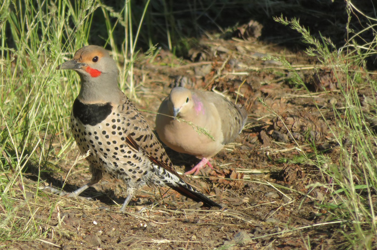 Northern Flicker - ML232733941