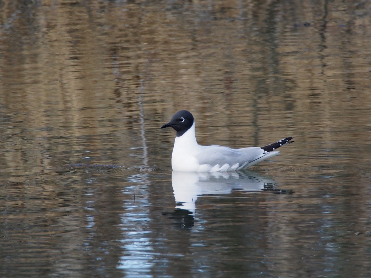 Bonaparte's Gull - ML232733971