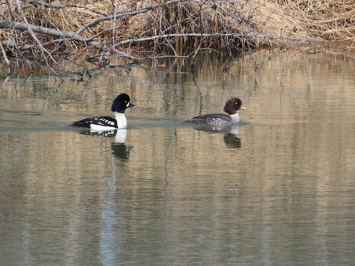 Barrow's Goldeneye - ML232734141