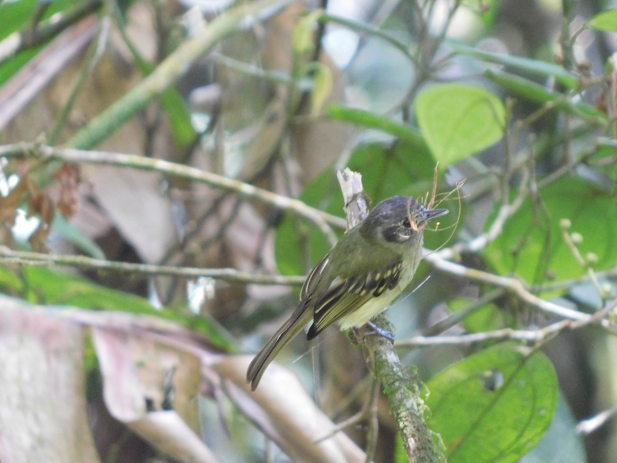 Marble-faced Bristle-Tyrant - Caterine  Rodriguez Hurtado