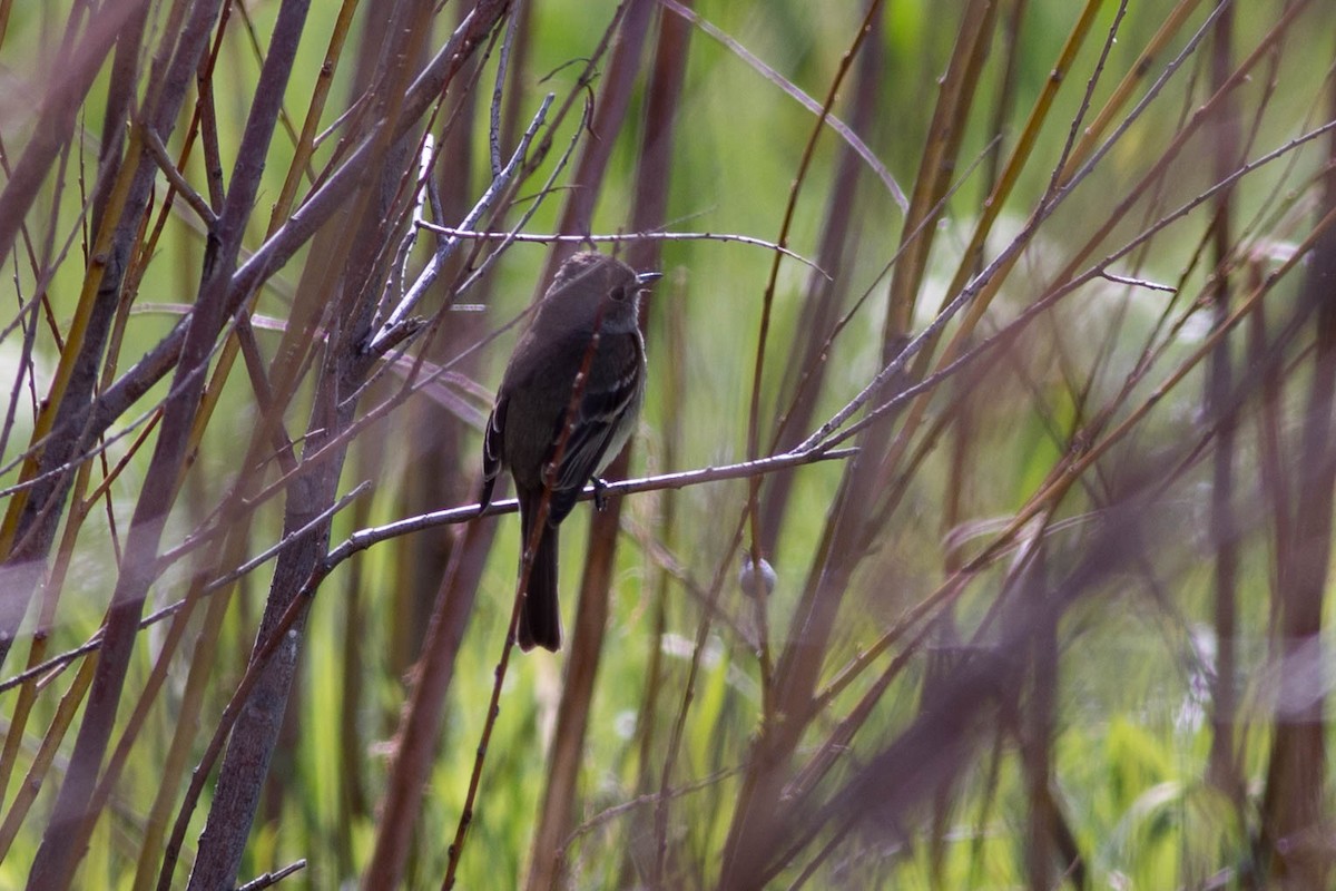 Empidonax sp. - ML232734811