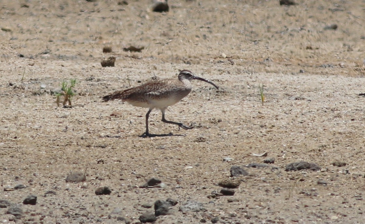 Whimbrel - Gary Leavens