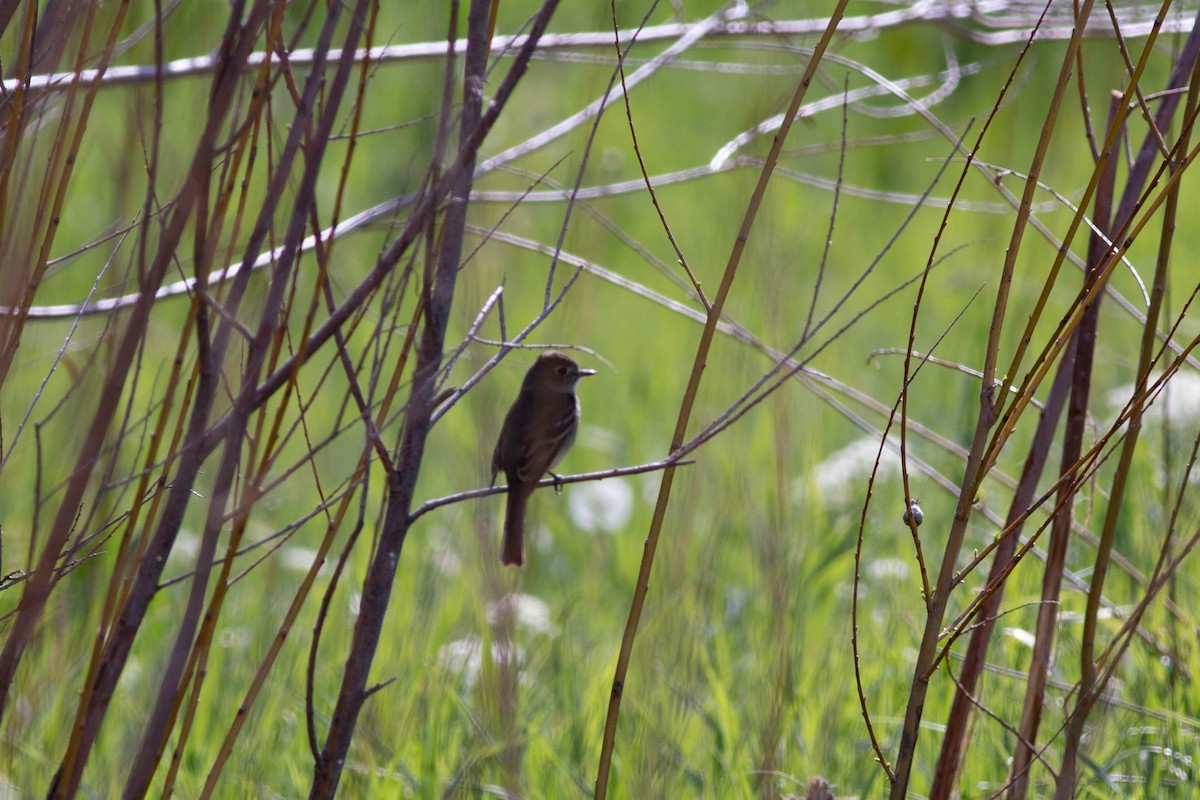 Empidonax sp. - ML232734961