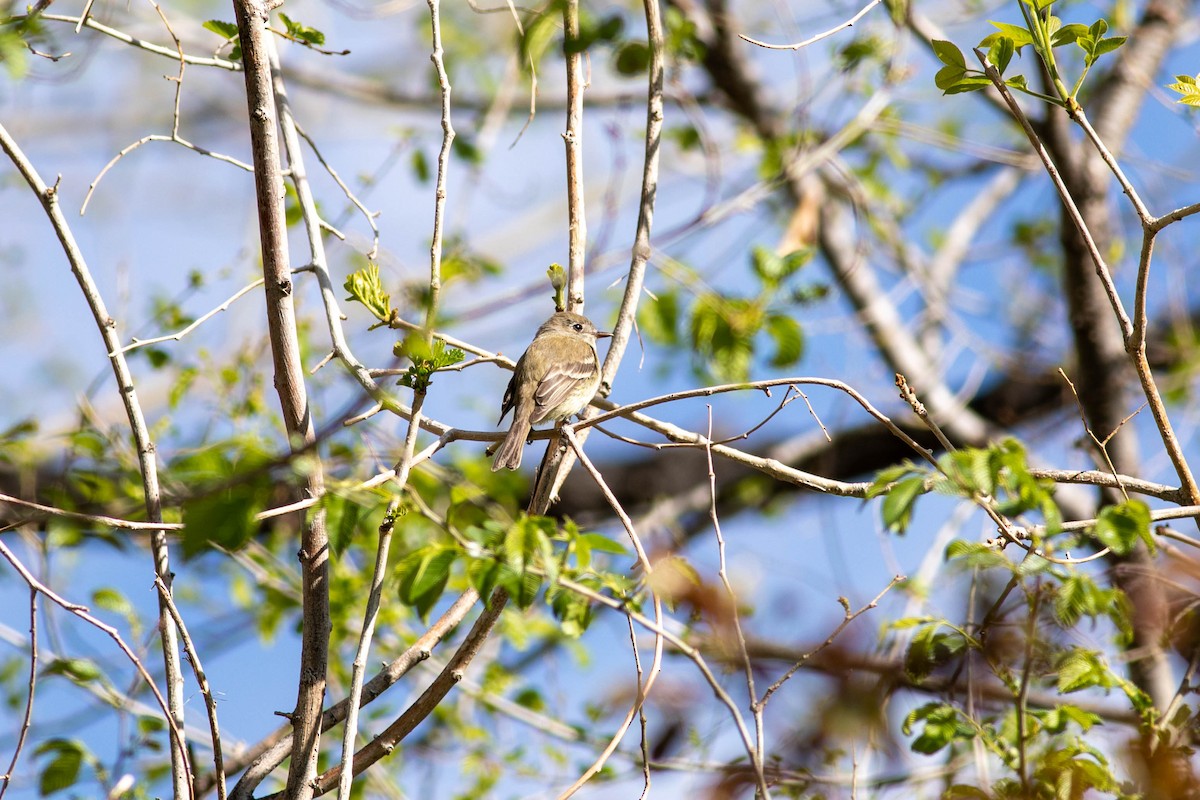 Dusky Flycatcher - ML232735411