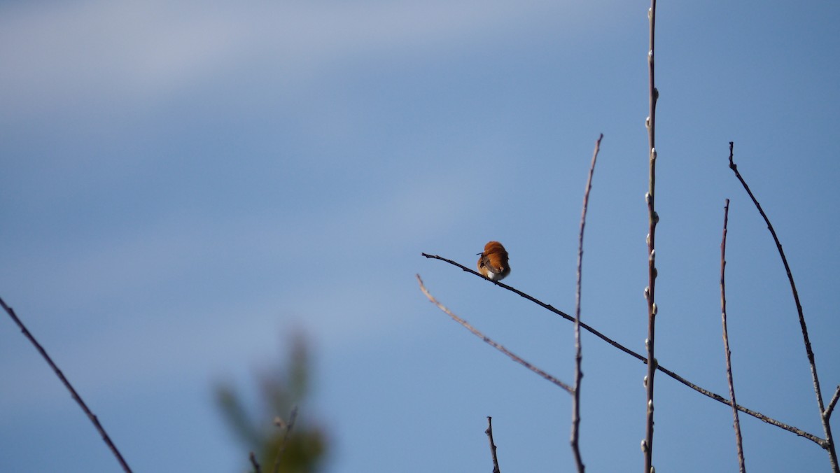 Rufous Hummingbird - ML232736031