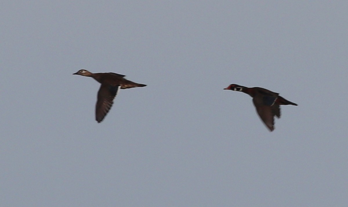 Wood Duck - Gary Leavens