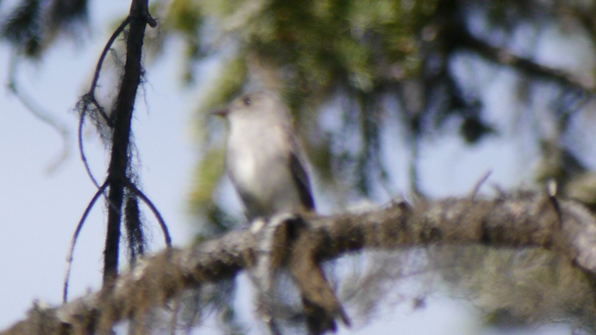 Western Wood-Pewee - ML232737131