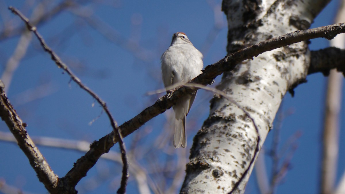 Chipping Sparrow - ML232737761