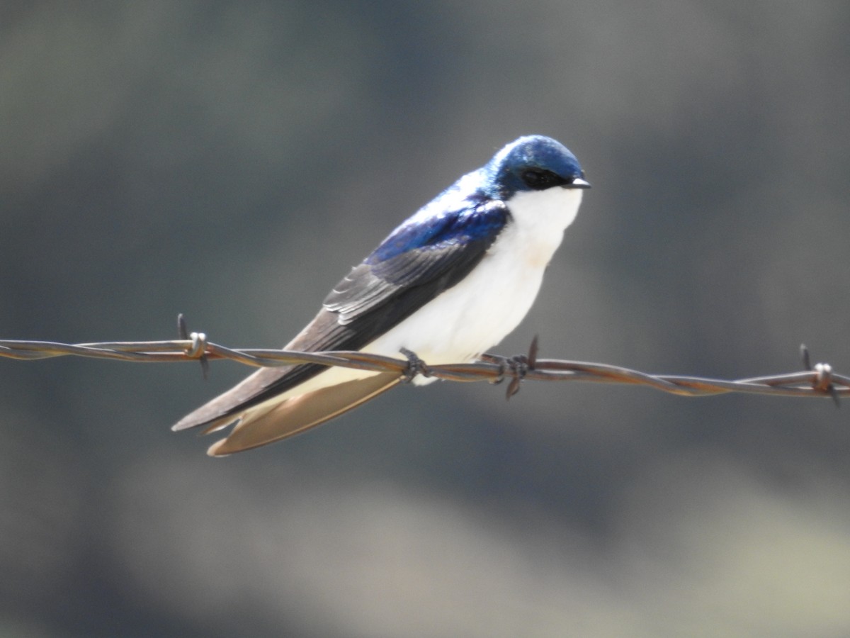 Golondrina Bicolor - ML232738851