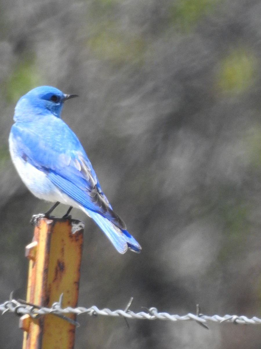 Mountain Bluebird - ML232739041