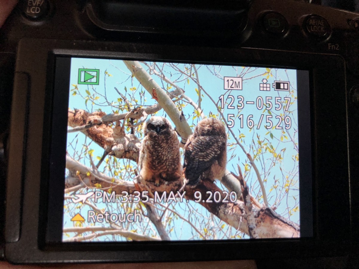 Great Horned Owl - ML232739691