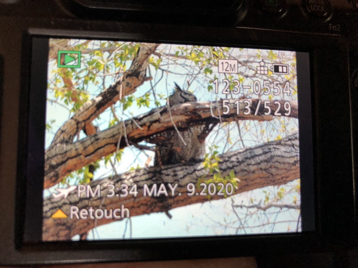 Great Horned Owl - ML232739701