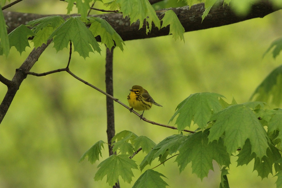 Prairie Warbler - Sander Willems