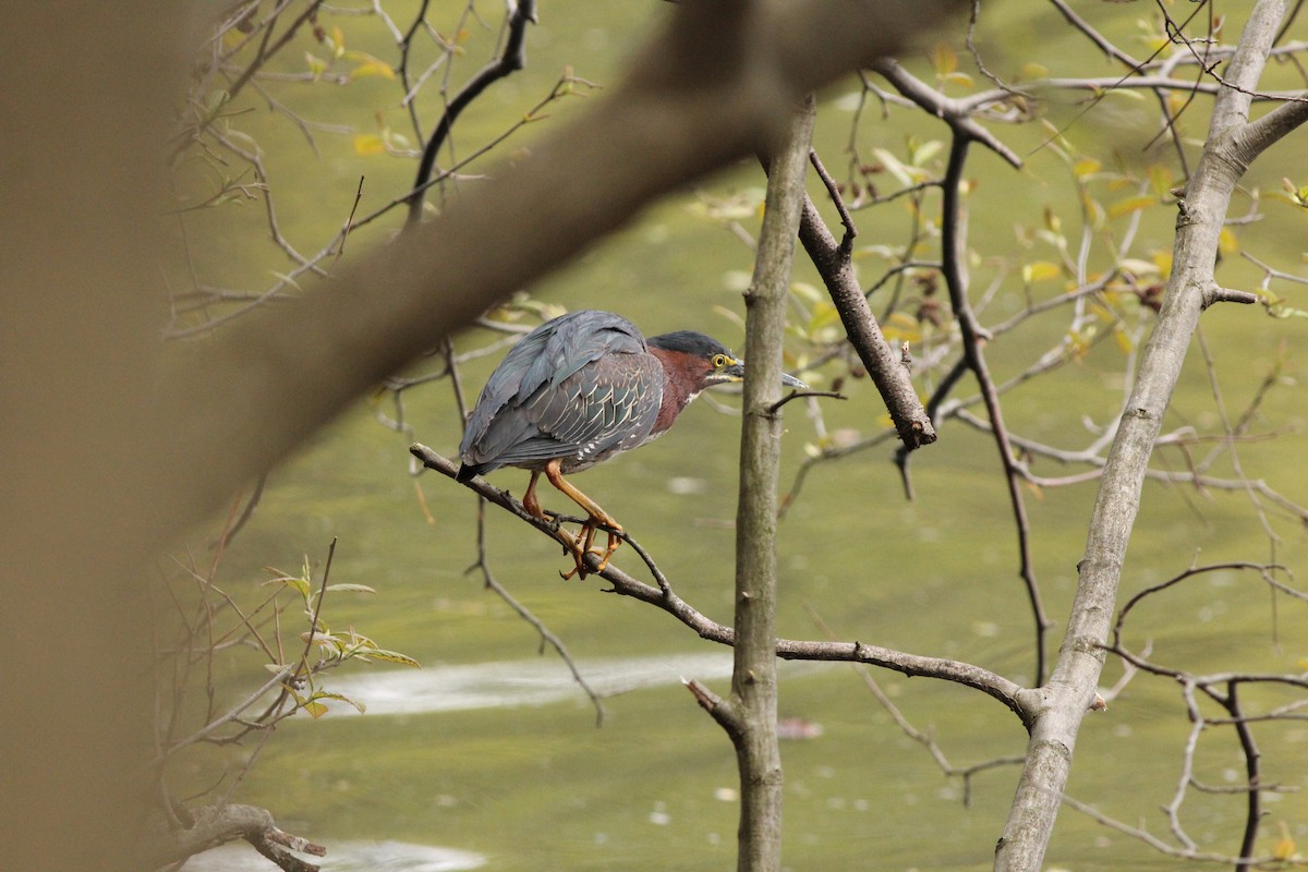 Green Heron - ML232741731