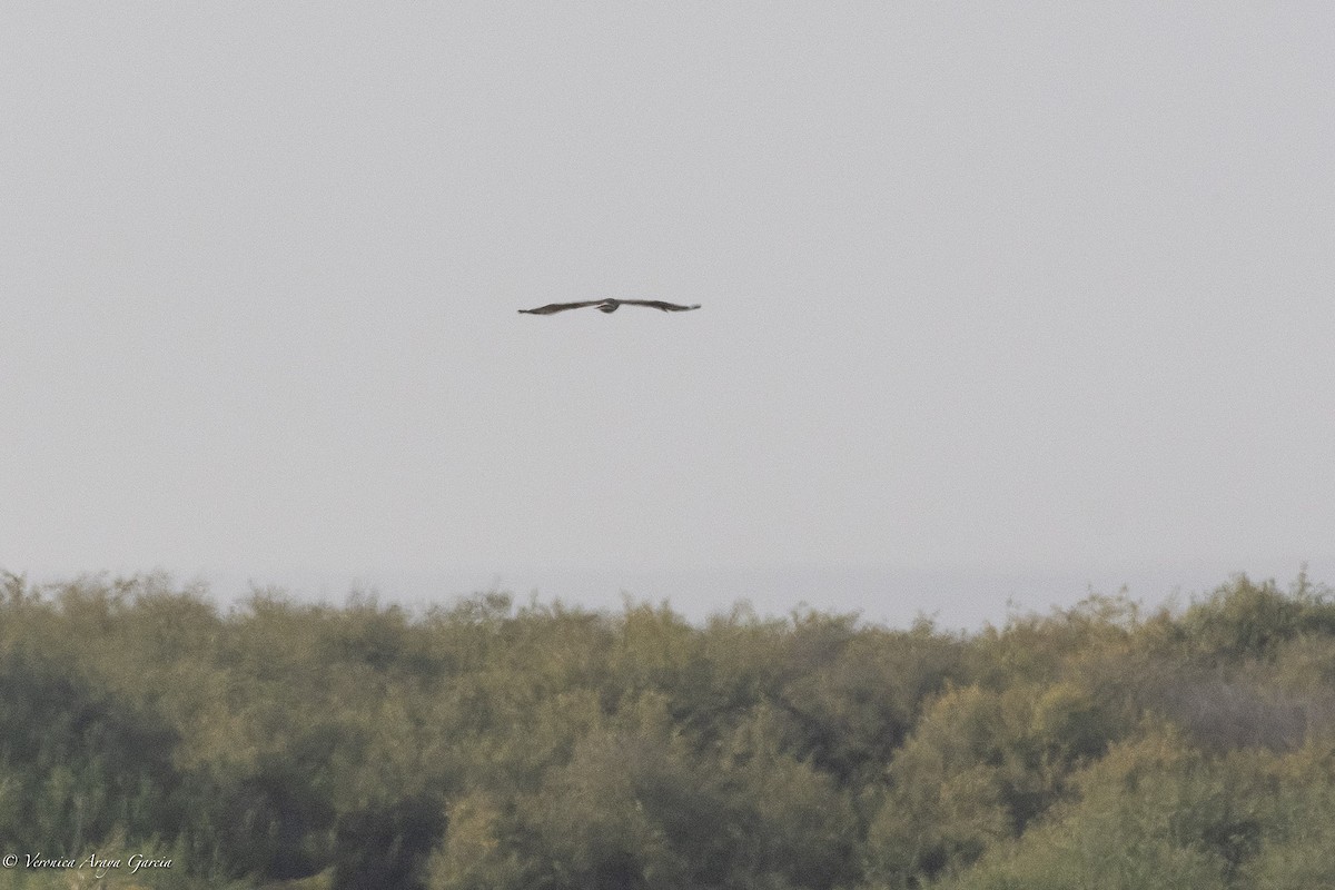 Harris's Hawk - ML232742181