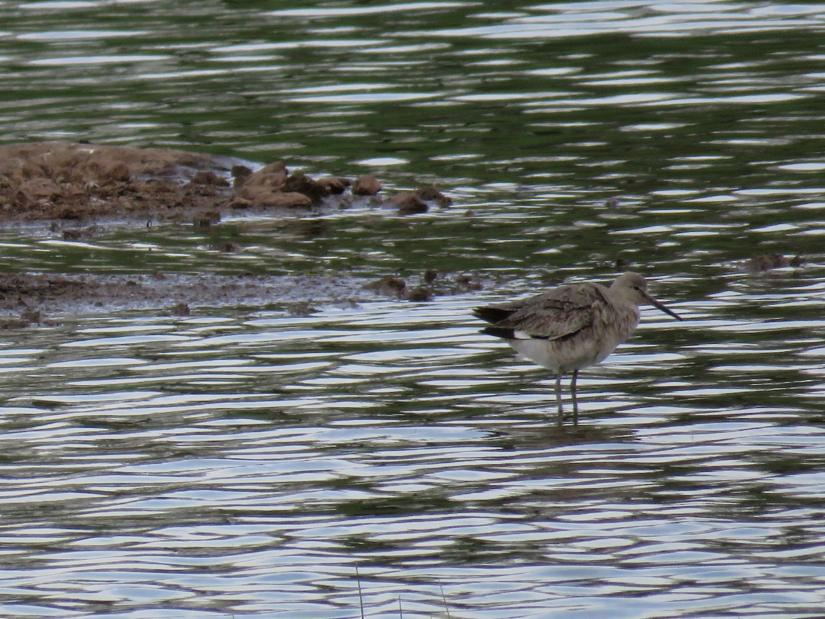 Willet - ML232743171