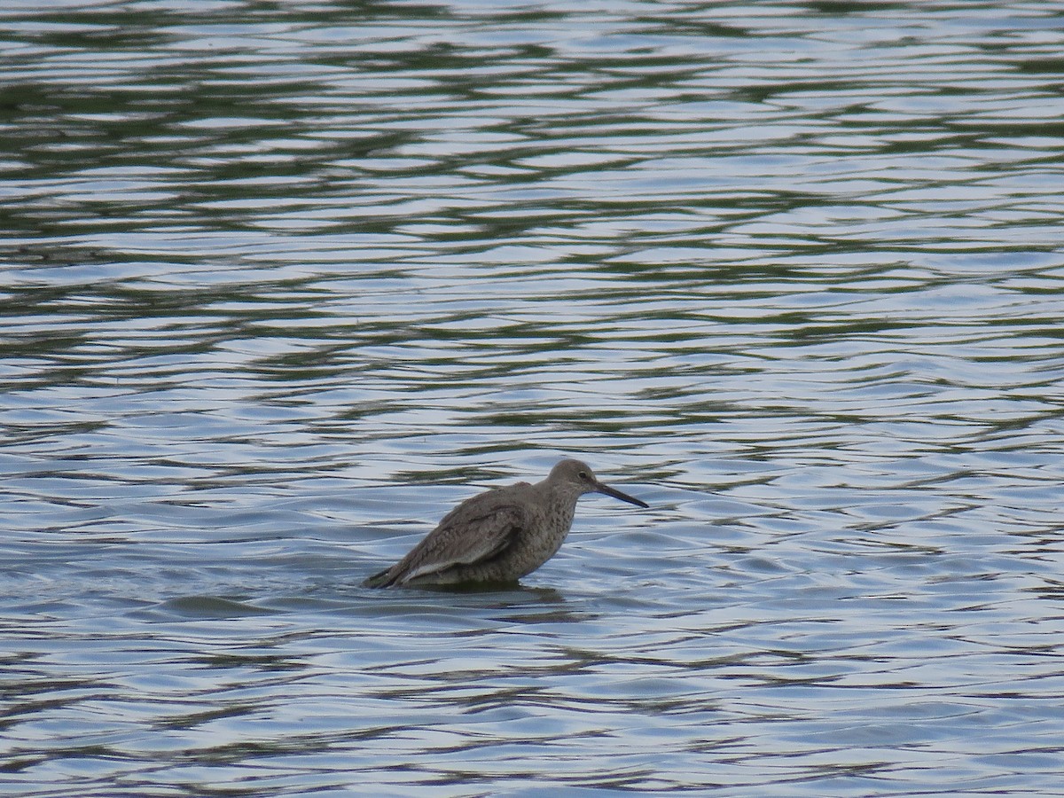 Willet - Brian Hofstetter