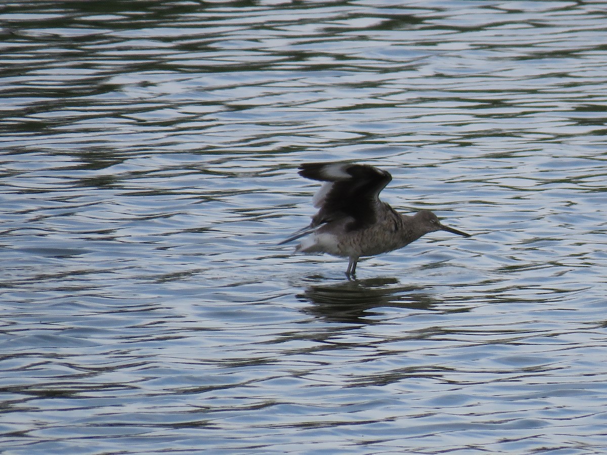 Willet - Brian Hofstetter