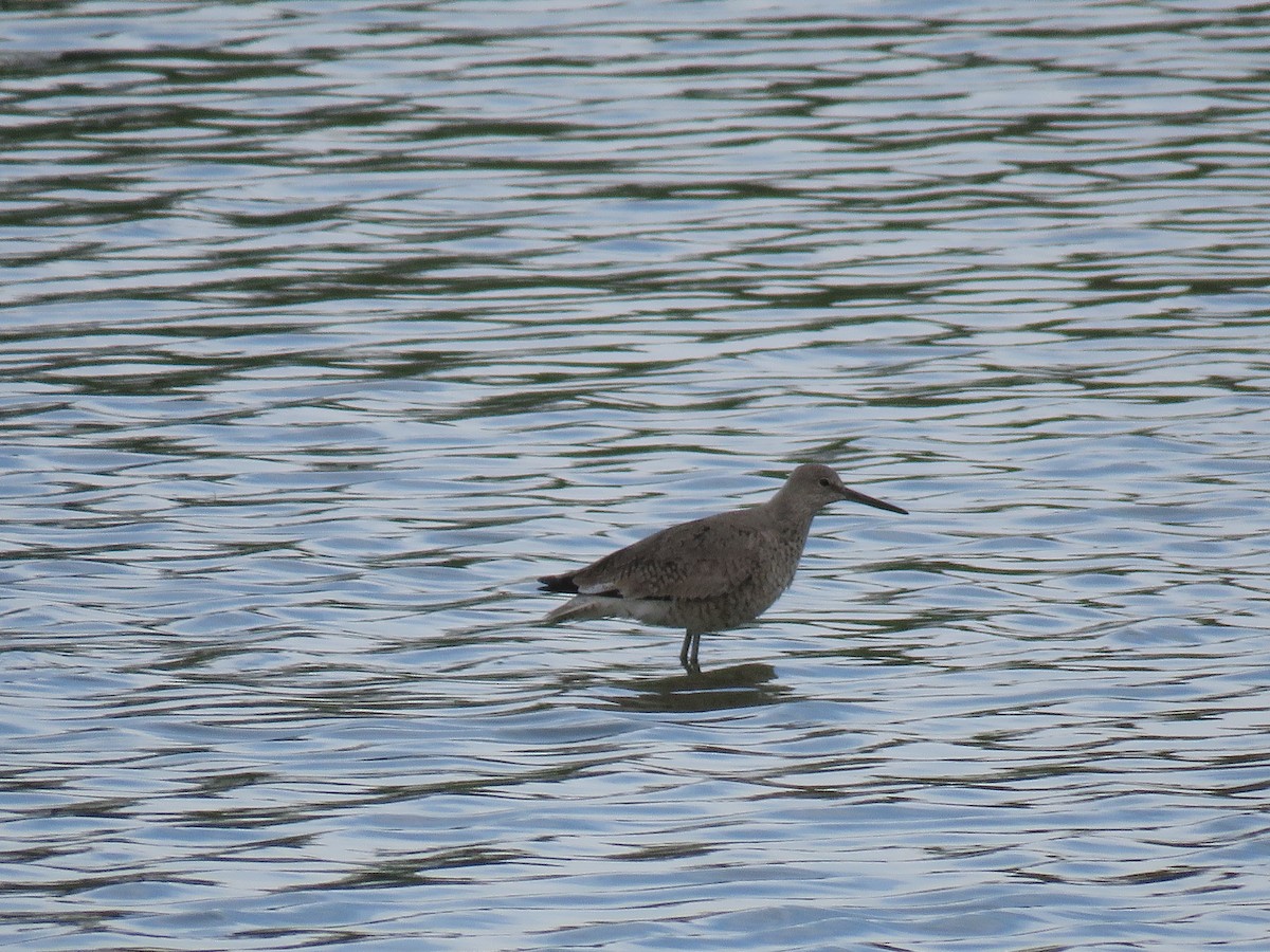 Willet - ML232743571