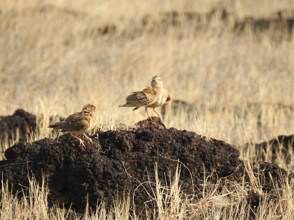 Malabar Lark - ML232745621